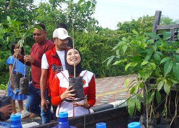 Mengenal Pohon Tabebuya Rekomendasi PDIP jadi Tanaman Ikonik Inner Ring Road Kota Kendari
